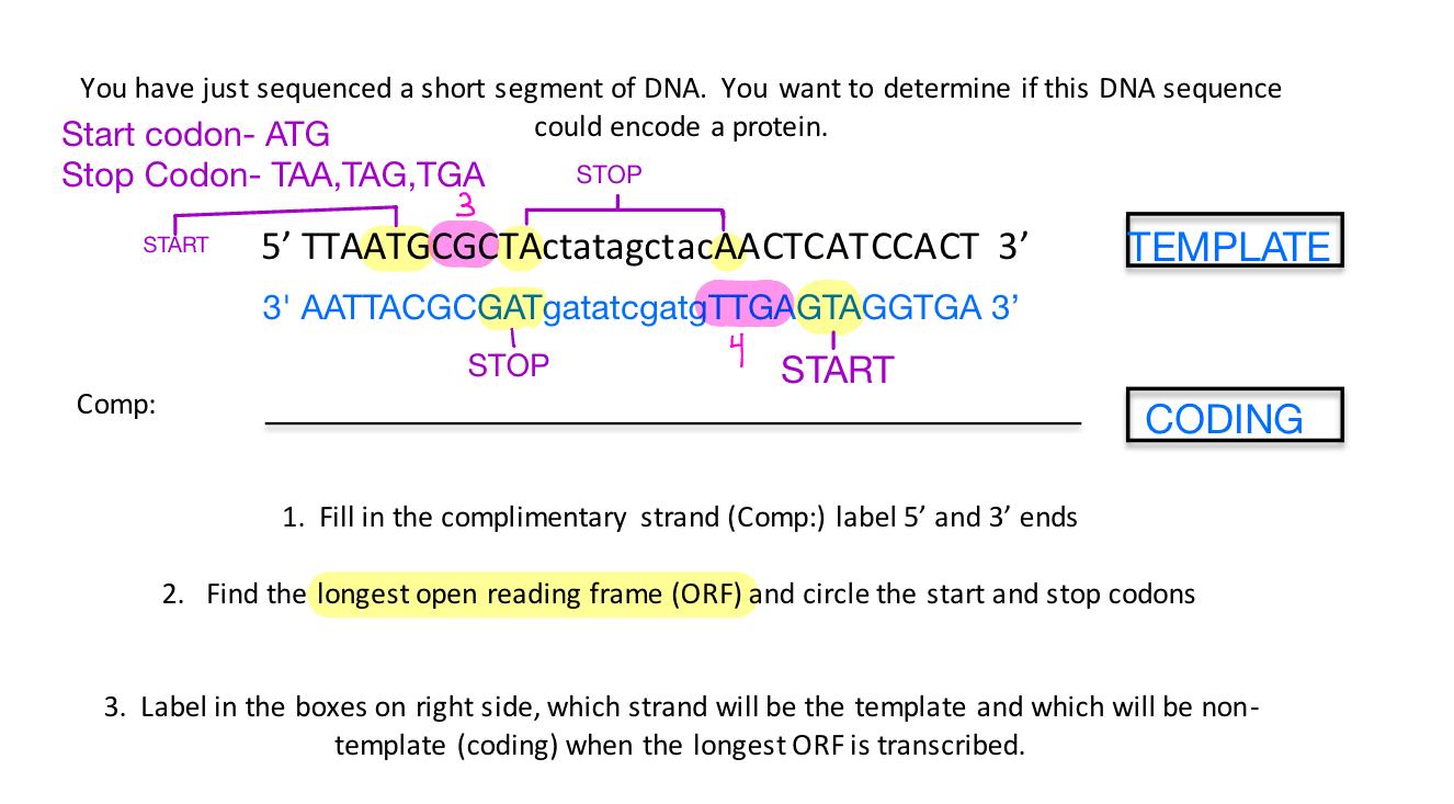 Solved You have just sequenced a short segment of DNA. You | Chegg.com