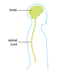 Chapter 2 Biology Flashcards Chegg Com