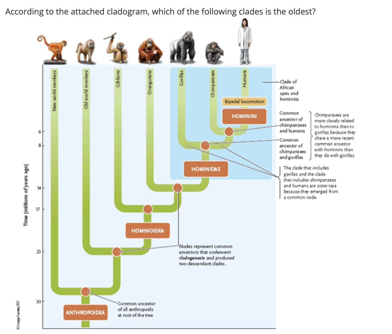 Solved According to the attached cladogram, which of the | Chegg.com