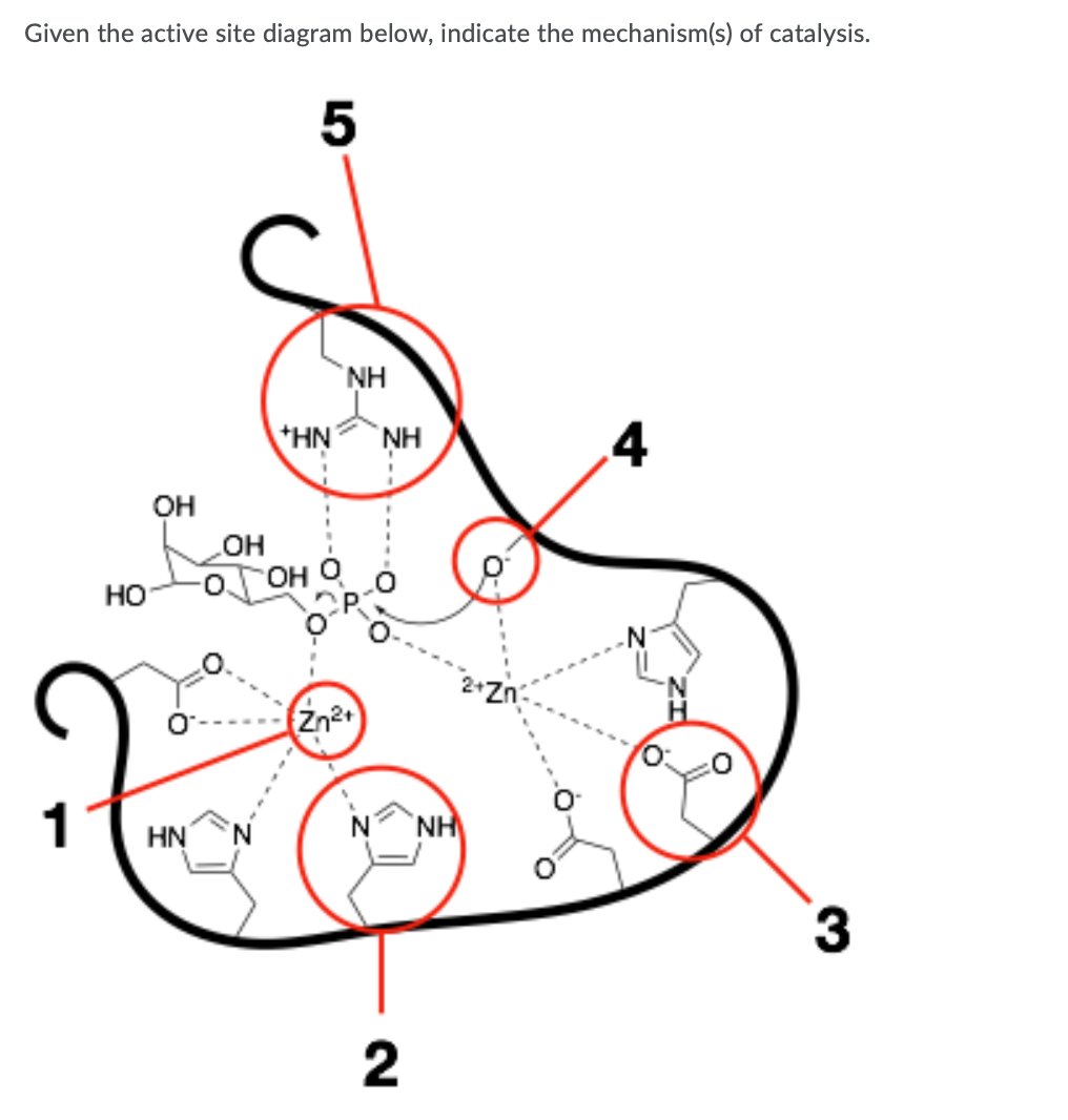 Solved Given the active site diagram below, indicate the | Chegg.com