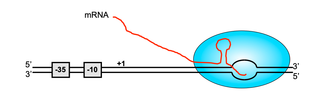 Solved On the following diagram, label the subunits of the | Chegg.com