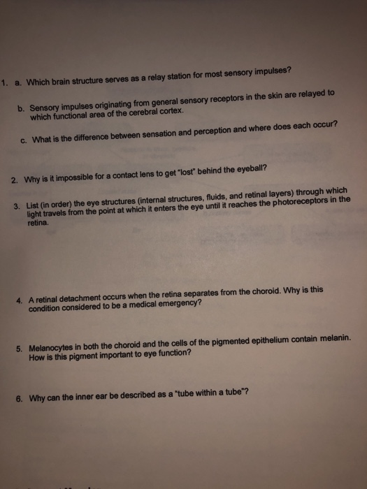 What Part Of The Brain Is Relay Station For Sensory Impulses News