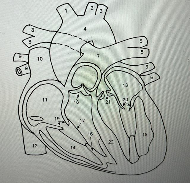 human heart diagram labeled black and white