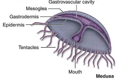 gastrovascular cavity