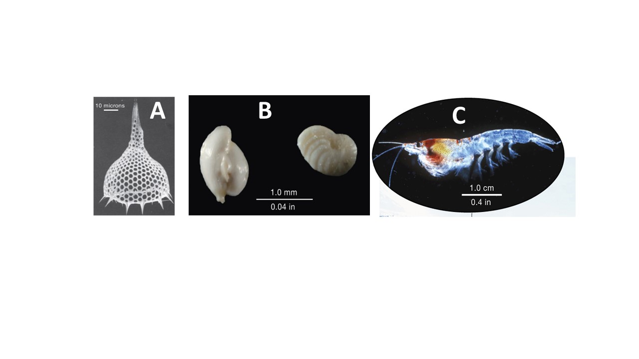 Solved Same 2nd Trophic Level Organisms Are Shown In The | Chegg.com