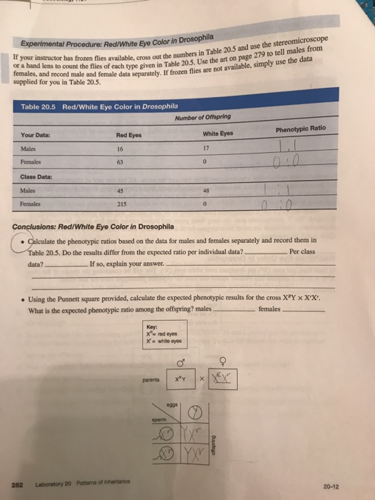 Punnett Square Eye Color Calculator - Eye Color Photos