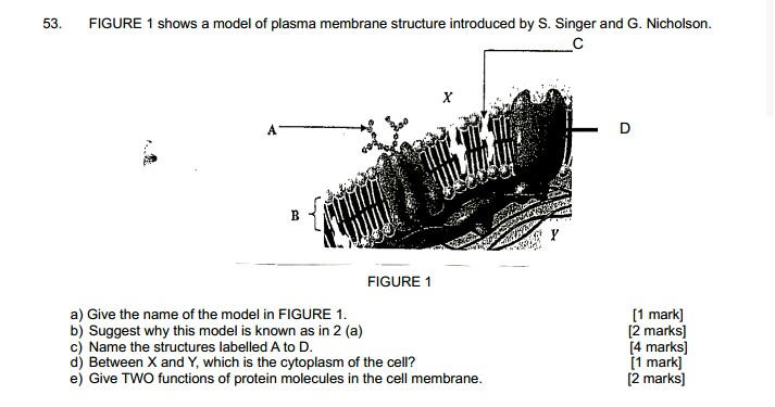 Solved 53. FIGURE 1 shows a model of plasma membrane | Chegg.com