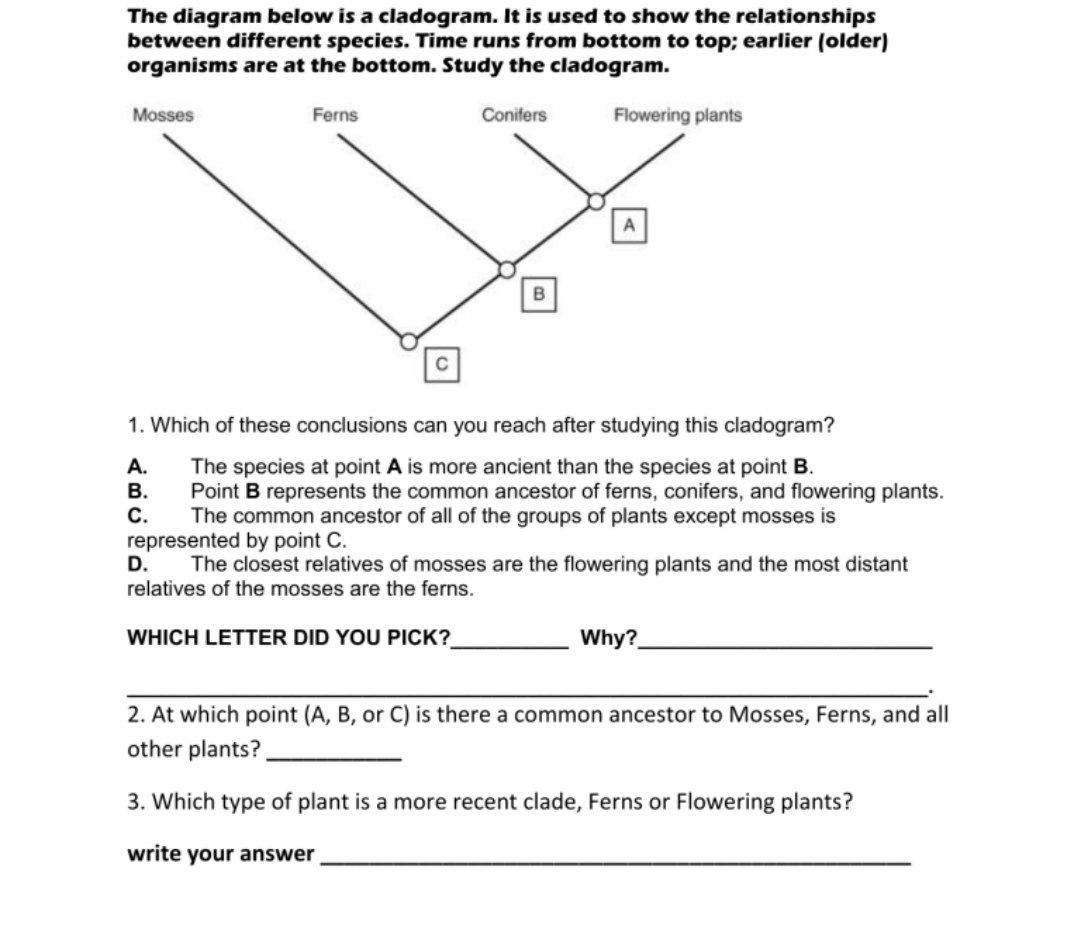 Solved The diagram below is a cladogram It is used to show Chegg com