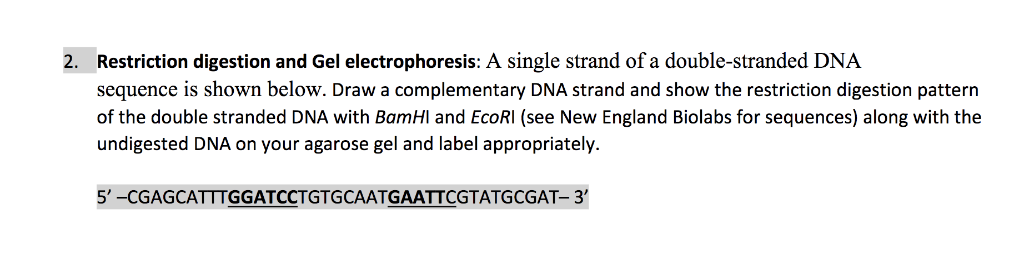 Solved Restriction digestion and Gel electrophoresis: A | Chegg.com