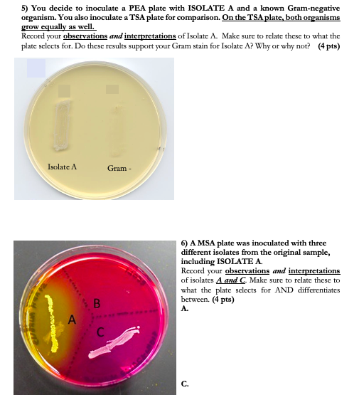 Solved 5) You decide to inoculate a PEA plate with ISOLATE A