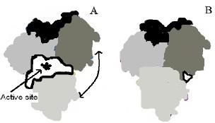 Solved 1. The enzyme pictured below is shown in two | Chegg.com