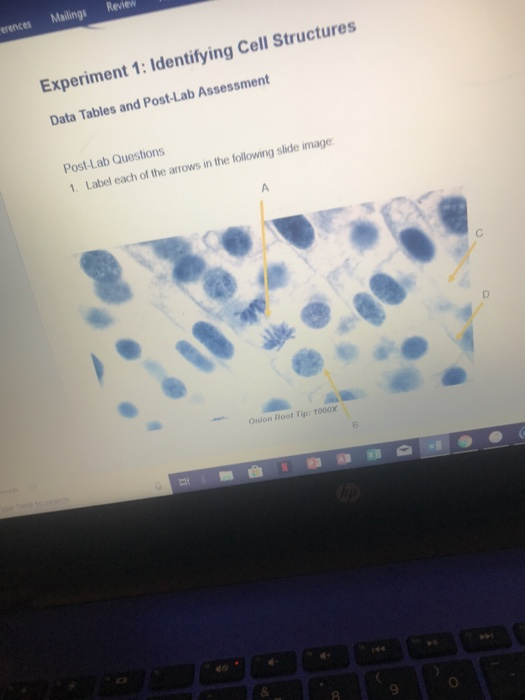 experiment 1 identifying cell structures