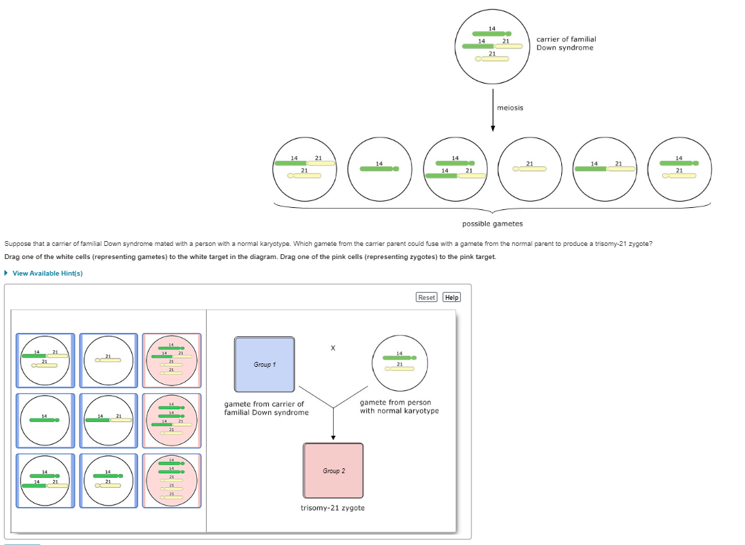 Solved: Part B - Nondisjunction Suppose A Diploid Cell Wit... | Chegg.com