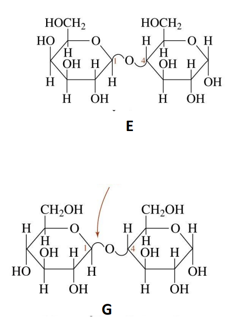 Solved Name the sugars E and G using the following word | Chegg.com