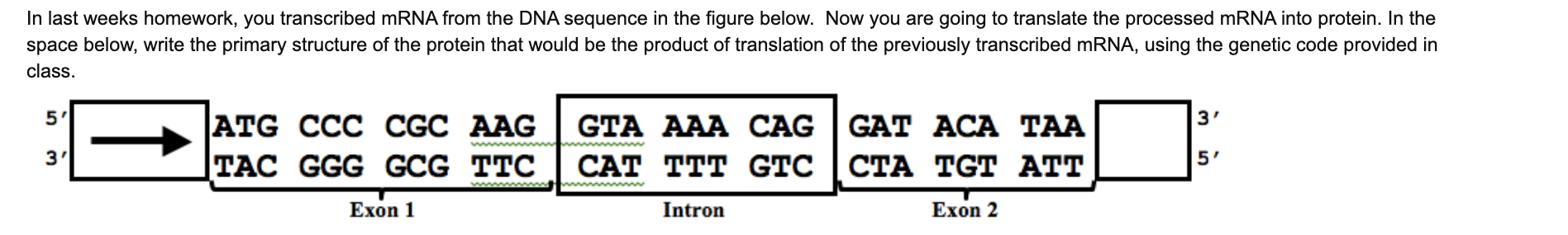 Solved In last weeks homework, you transcribed mRNA from the | Chegg.com