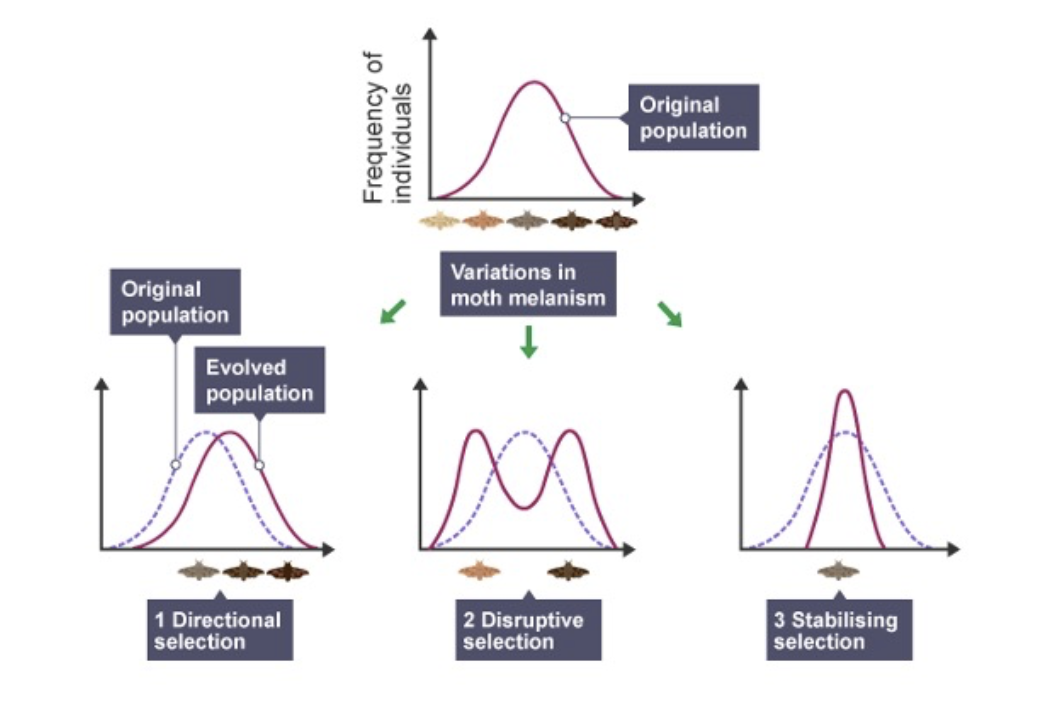 Solved An original population of moths showed a distribution | Chegg.com