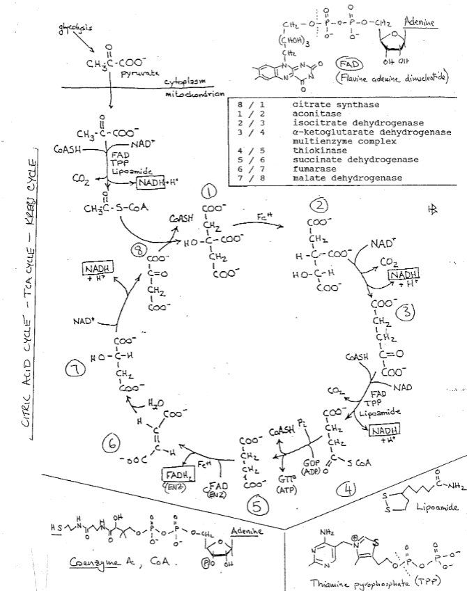 O Glycolysis 006 11 Ct O P P O Cita Adenine C Ho Chegg Com