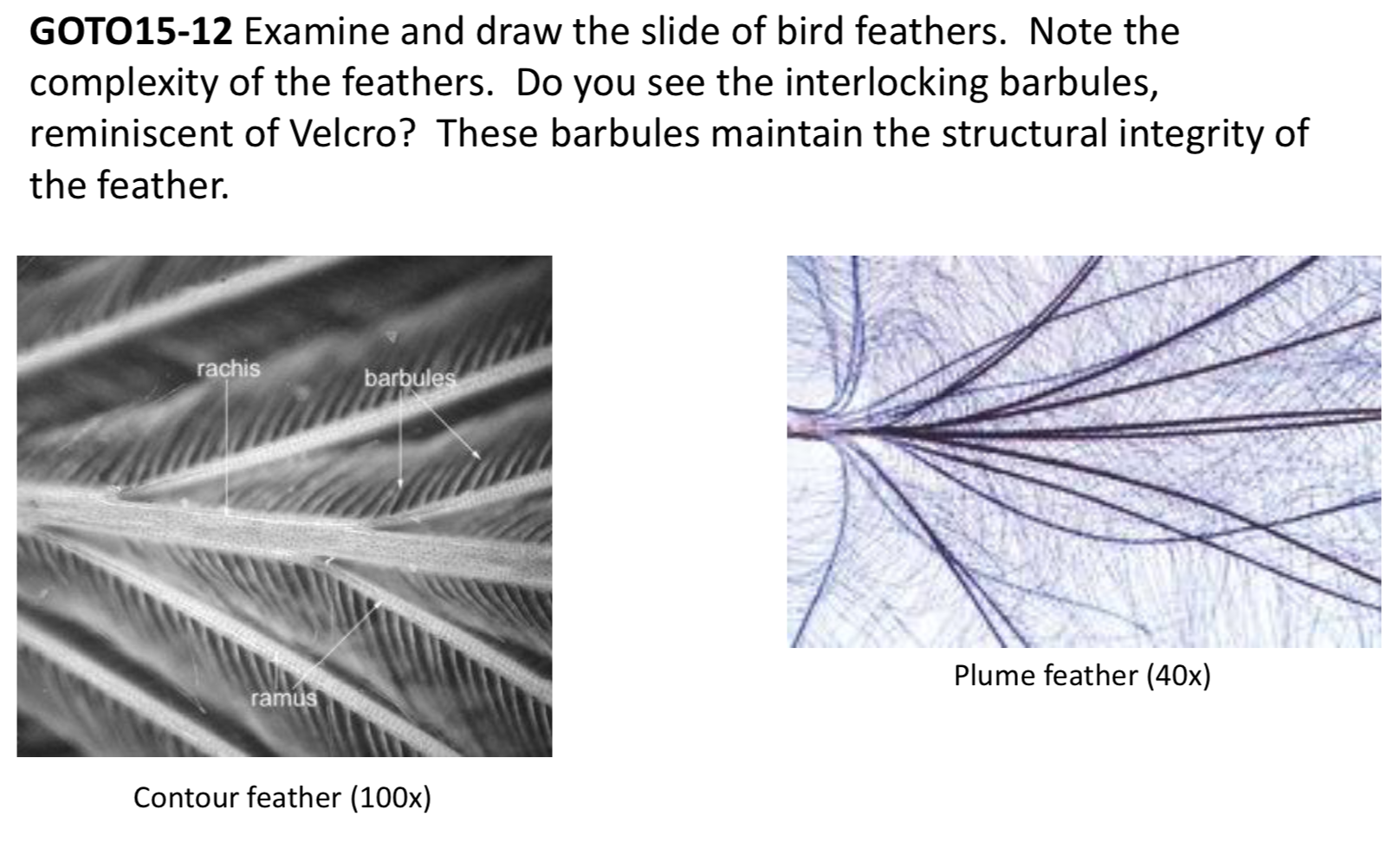 Solved GOTO15-12 Examine and draw the slide of bird | Chegg.com