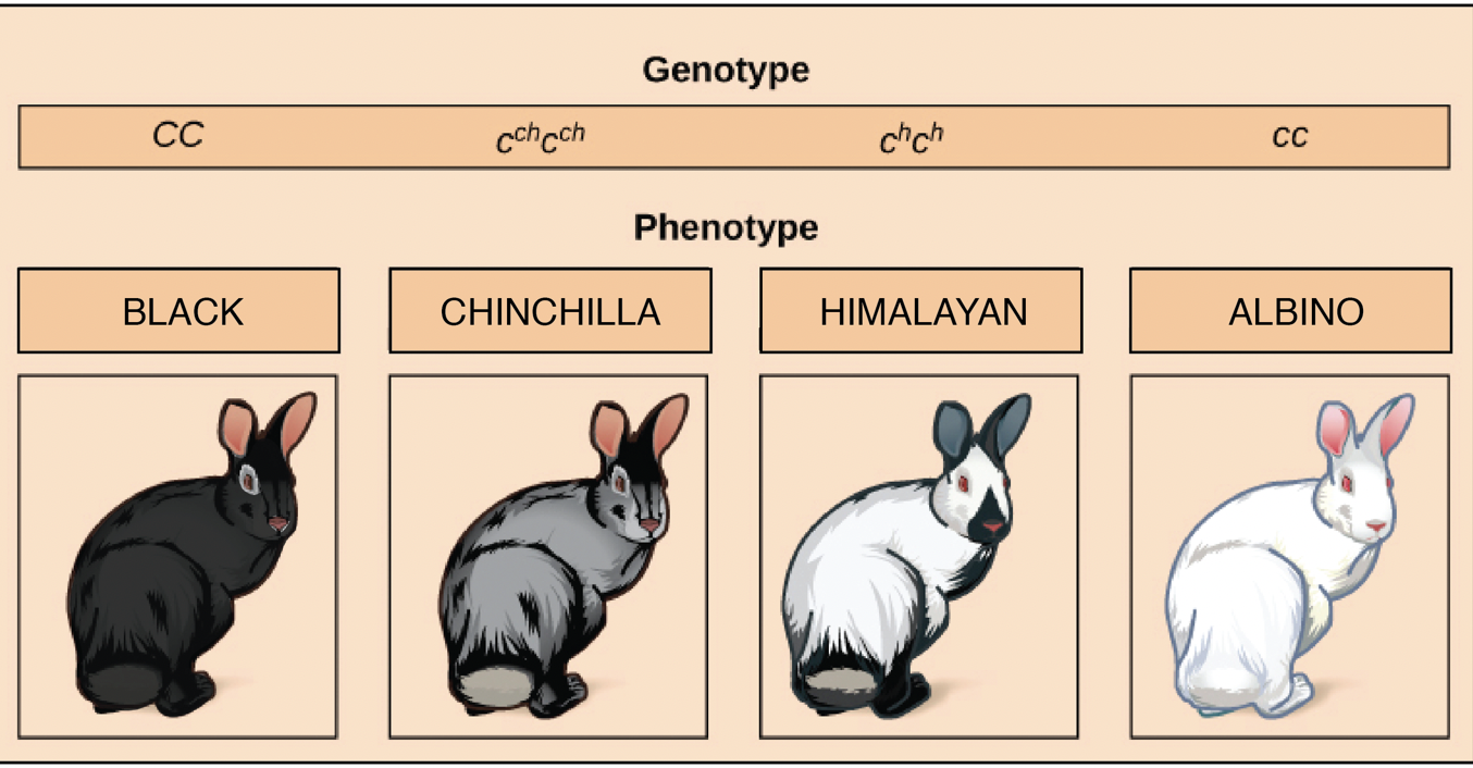 Solved A Draw the cross of a black rabbit with albino Chegg
