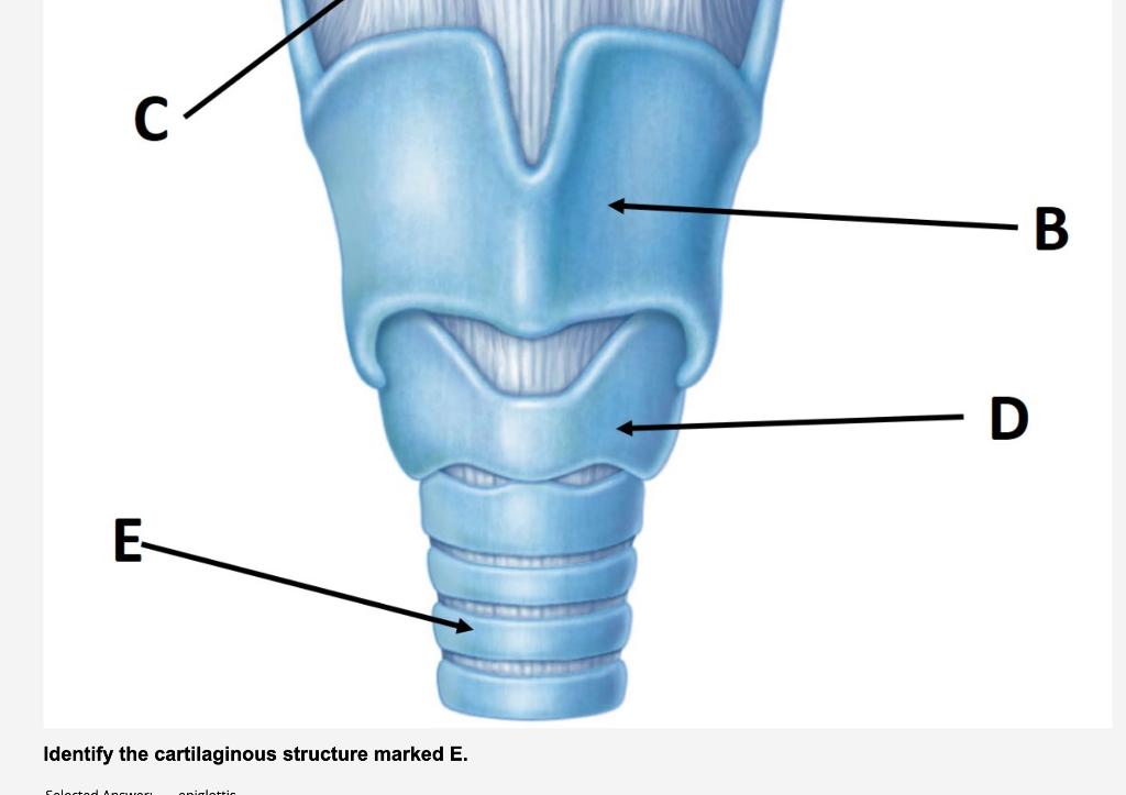 Solved Identify the cartilaginous structure marked E. | Chegg.com