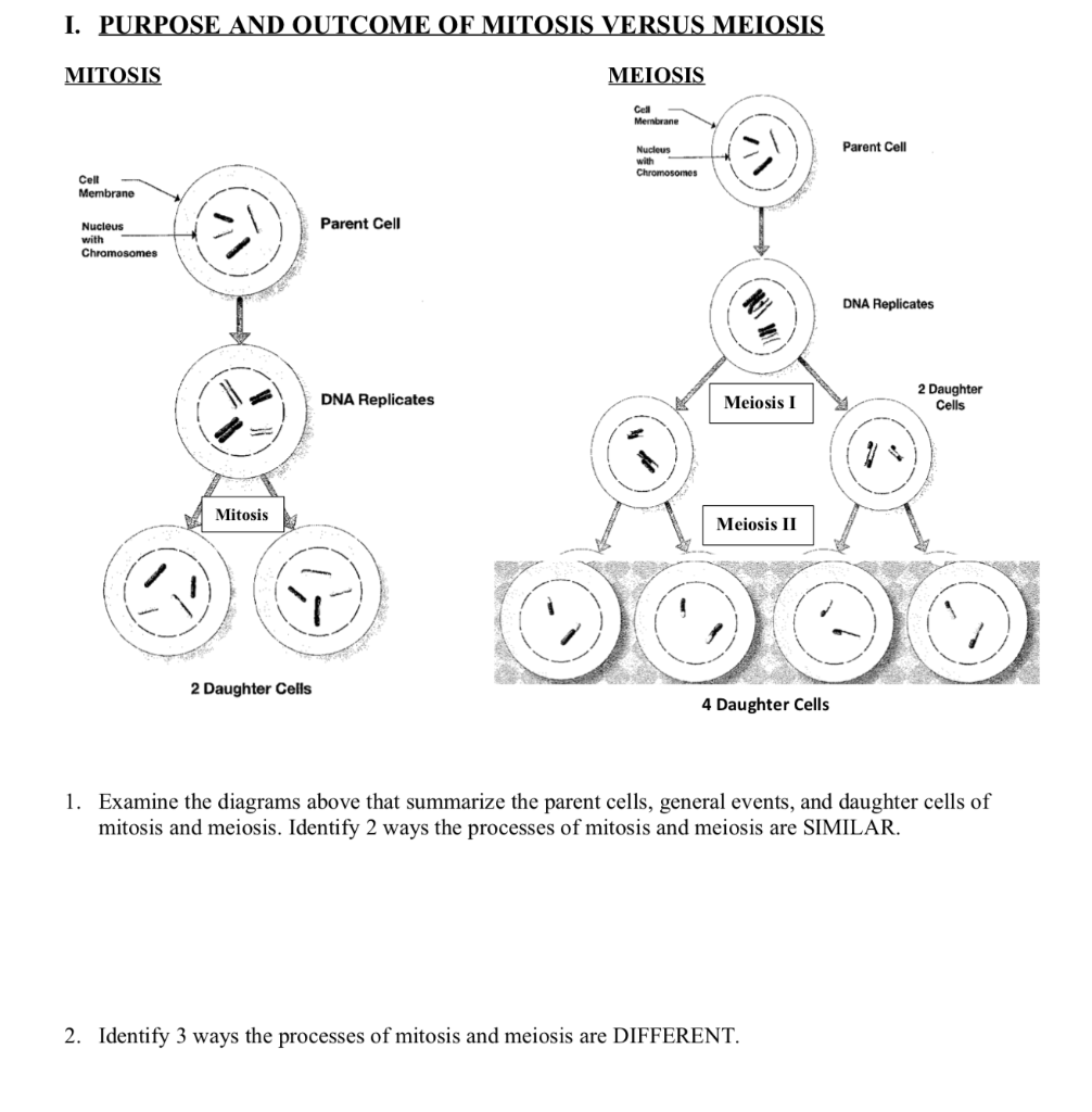 Solved I. PURPOSE AND OUTCOME OF MITOSIS VERSUS MEIOSIS | Chegg.com