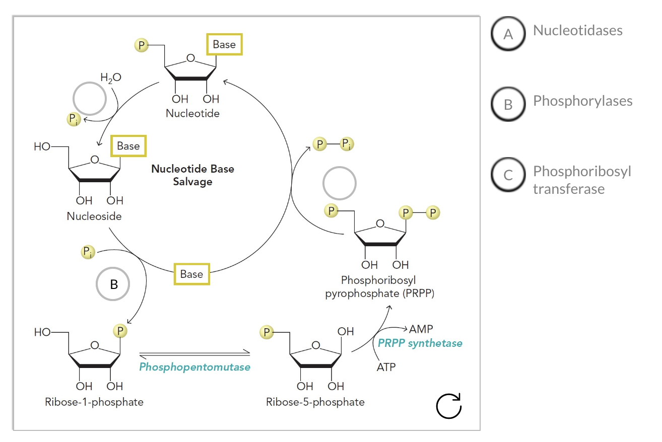 Solved Nucleotidases Phosphorylases Phosphoribosyl | Chegg.com