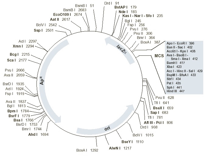 Solved The map of plasmid pUC19 is shown below. Please list  Chegg.com