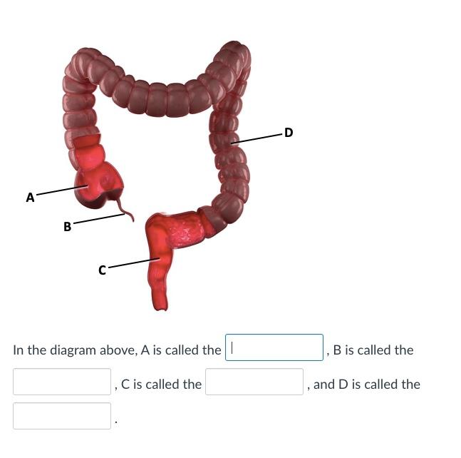 Solved A B -С D Match the structures in the diagram above | Chegg.com