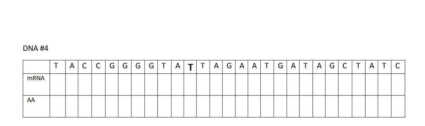 Solved complete the table and draw the protein made from | Chegg.com