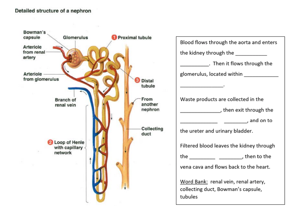 В какой части находятся капсулы нефронов. Nephron structure. Kidney structure nephron. Нефрон по латыни. Nephron structure arteries.