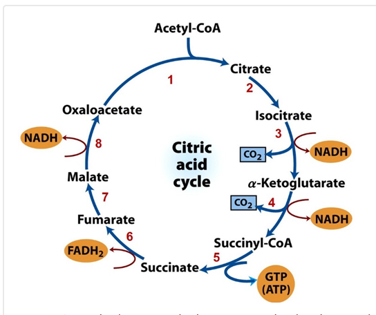 Solved 1，From TCA cycle diagram, which step is involved with | Chegg.com