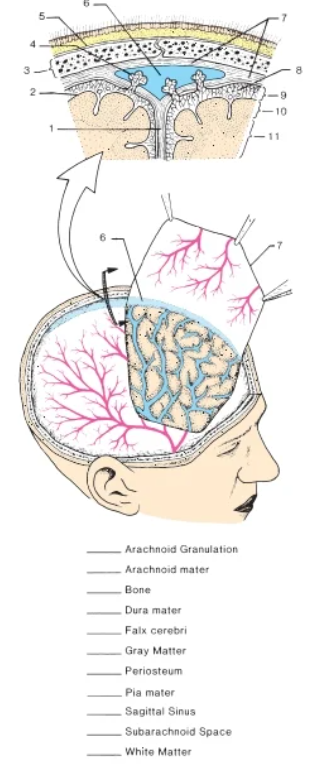 Solved 3 8 TERE 9 10 11 Arachnoid Granulation Arachnoid | Chegg.com