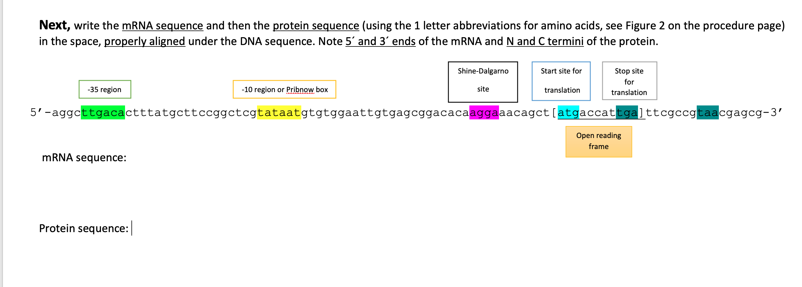 Solved what is the mRNA sequence and Protein sequence of the