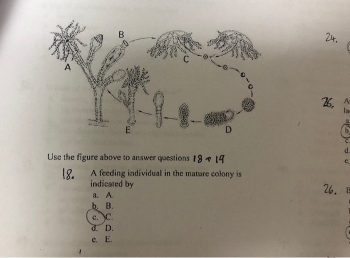 Solved 1. Sponges have only which one of the following? a.