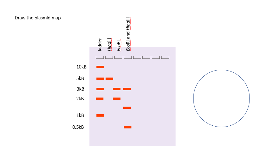 Solved Draw The Plasmid Map Chegg Com   PhpsAL5Sr