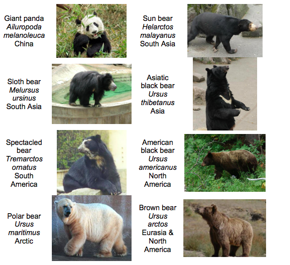 Solved Question 1: Which species of bears do you think are | Chegg.com