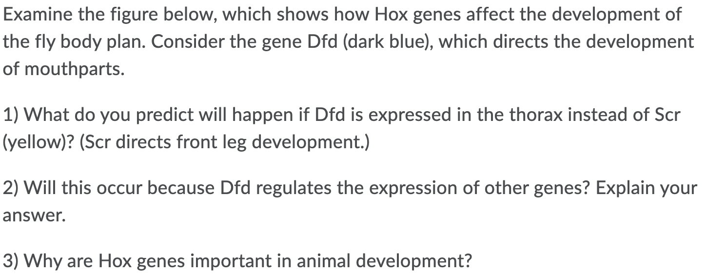 Solved Examine the figure below, which shows how Hox genes | Chegg.com