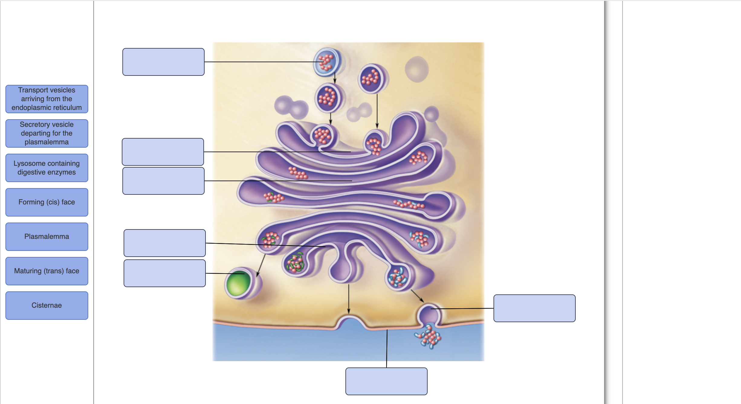 solved-label-the-diagram-below-by-dragging-and-dropping-the-chegg