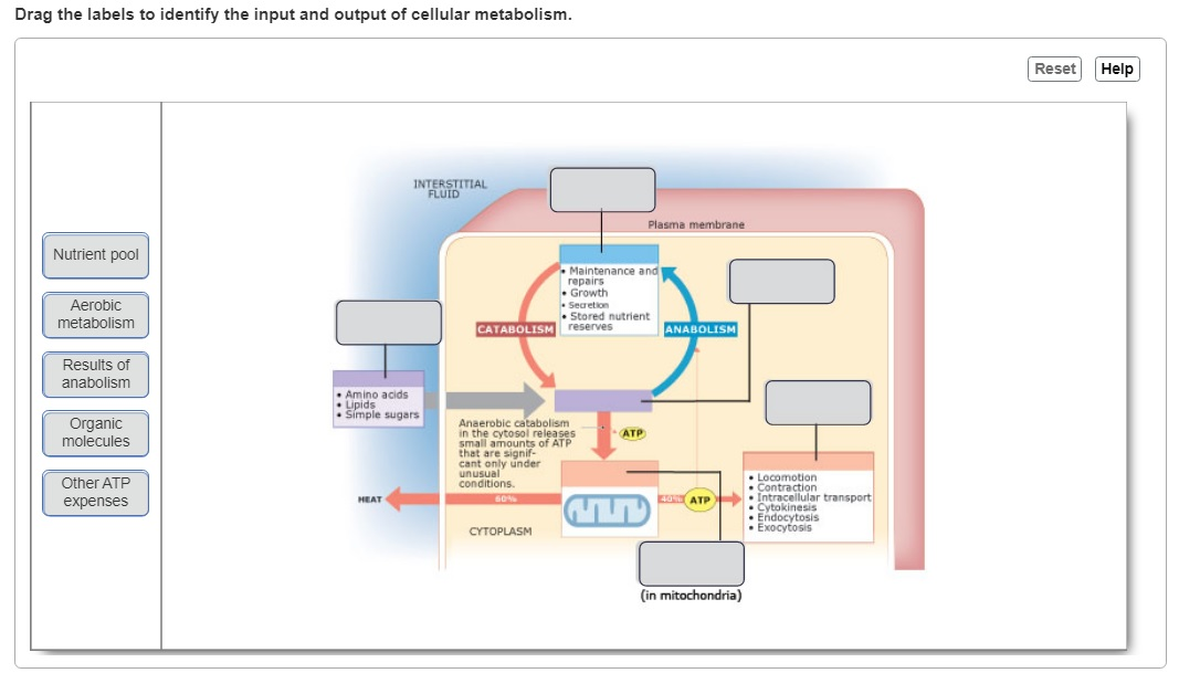 Solved Drag the labels to identify the input and output of