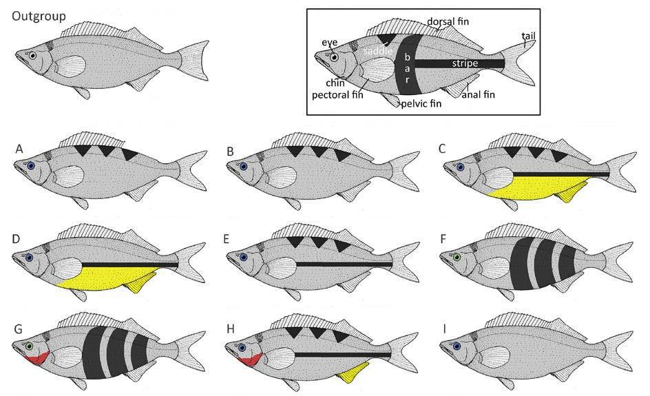 dataMares on X: #dataMaresPresents Parrotfishes These herbivorous
