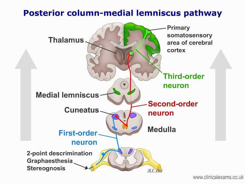medial lemniscus spinal cord