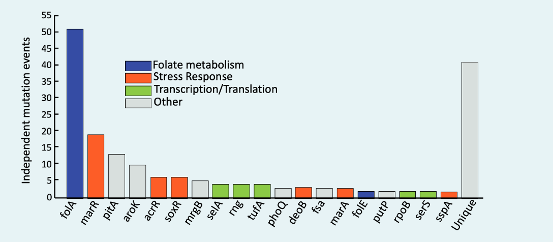 solved-what-are-the-potential-effects-on-e-coli-growth