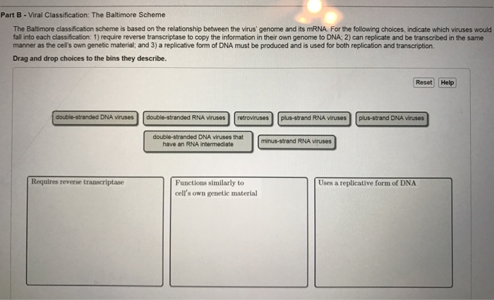 Solved The Baltimore classification scheme is based on the | Chegg.com