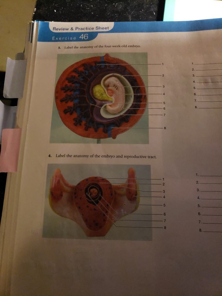 Psc Anatomy And Physiology Labeled Embryonic