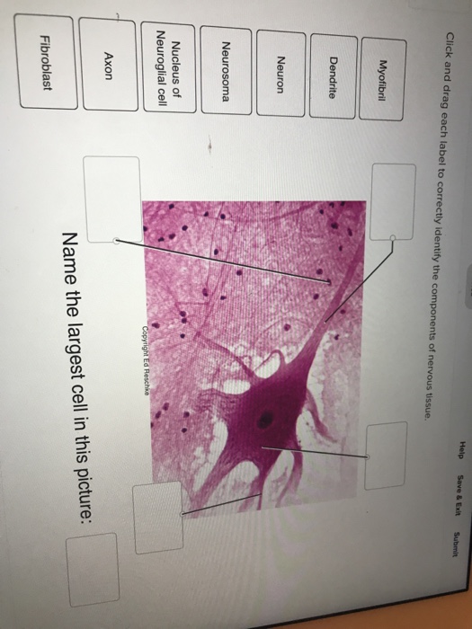 Anatomy And Physiology Archive | November 30, 2017 | Chegg.com