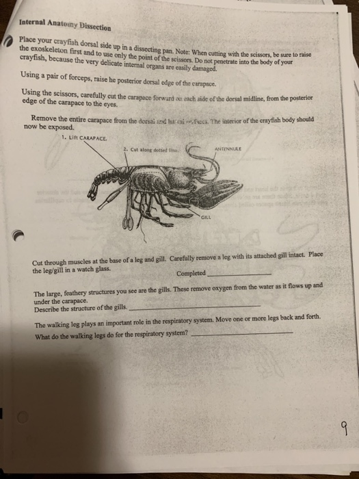 Solved nternal Anatony Dissection Place your crayfish dorsal | Chegg.com