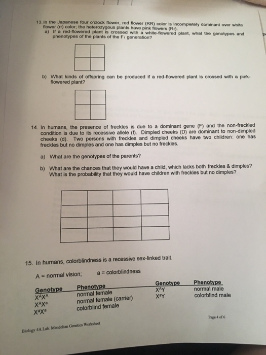 Solved In the Japanese four o'clock flower, red flower (RR)