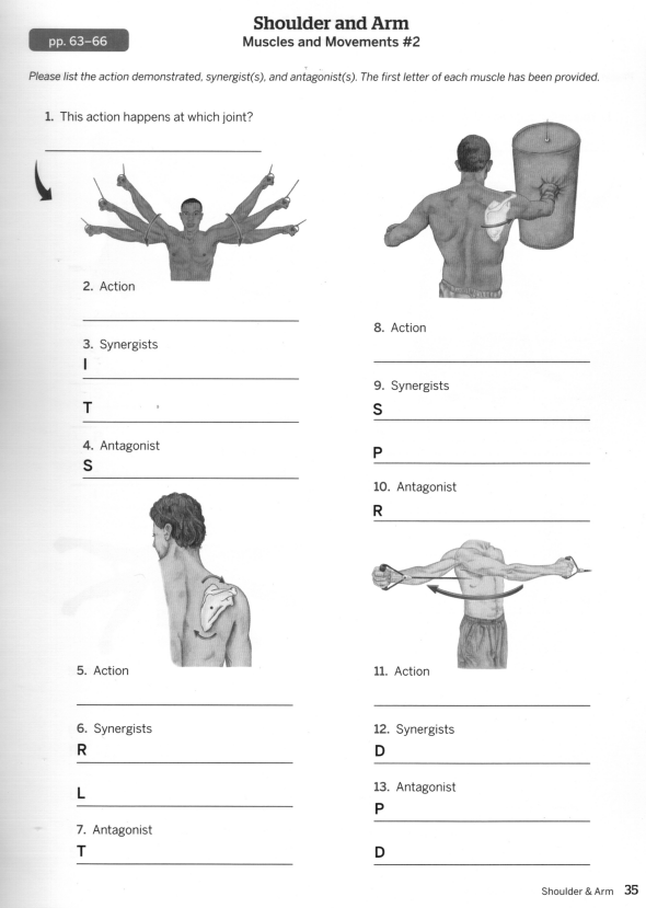 Solved Shoulder and Arm Muscles and Movements \#2 Please | Chegg.com