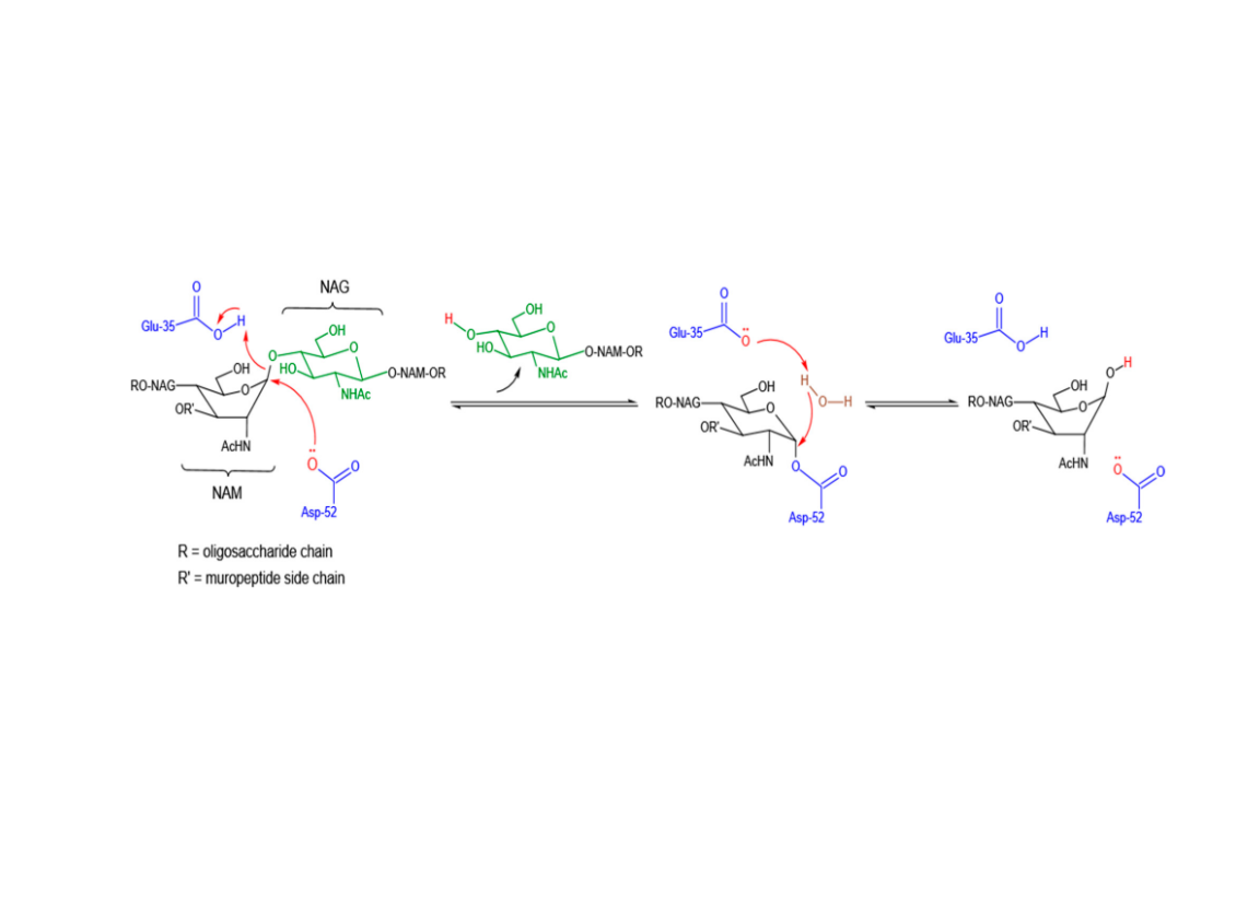 Solved Describe The Mechanism Step By Step Hydrolytic Chegg Com