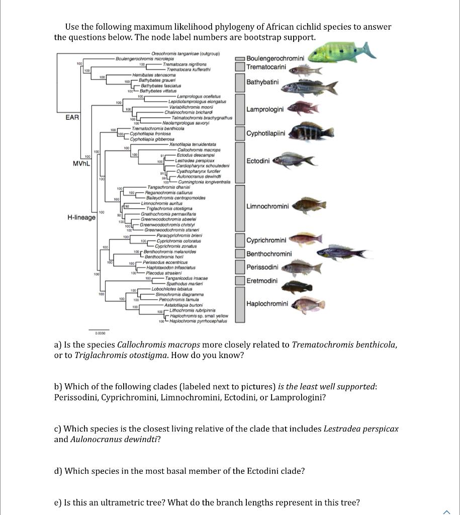 Solved Use the following maximum likelihood phylogeny of | Chegg.com